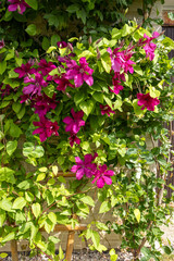 Boom pink clematis flower in garden. Flowers of perennial clematis vines in the garden
