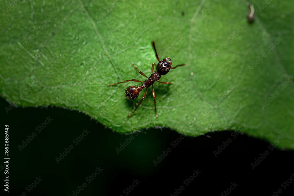 Wall mural ant leaf green macro forest