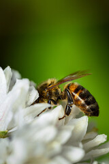 Bee Flower Plant Macro Honey
