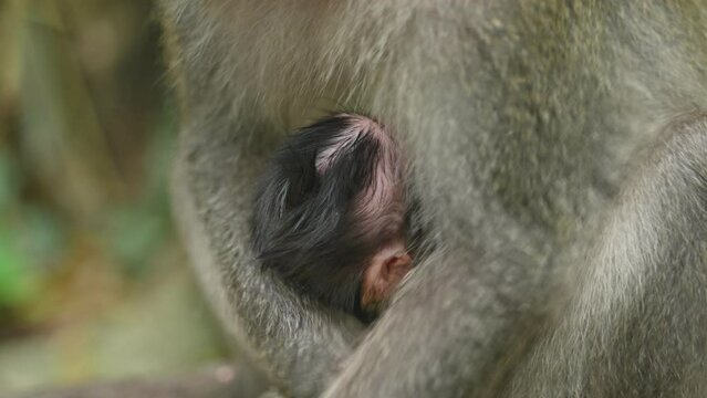 Macaque monkey holds its newborn in Bali, Indonesia