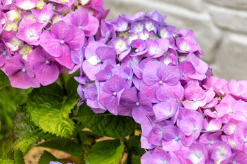 Obraz premium Purple hydrangea flowers. Hydrangea flower (Hydrangea macrophylla) blooming in spring and summer in a garden