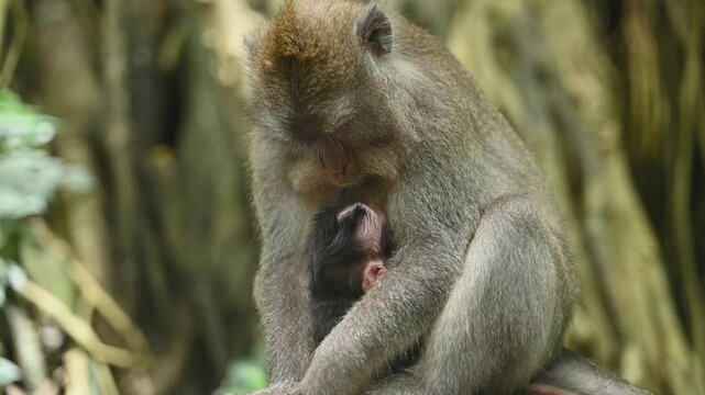 Macaque grooming itself in natural habitat in Bali, Indonesia