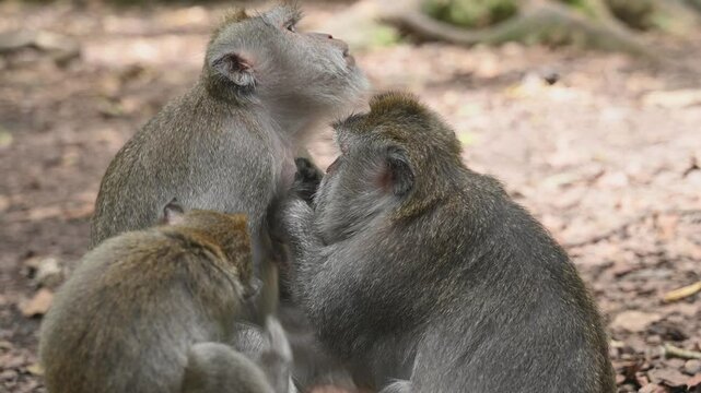 Macaque monkeys in a natural setting in Bali, Indonesia
