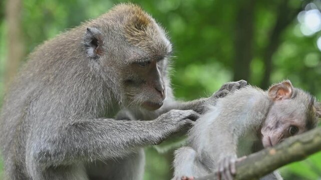Macaque mother grooming young in Bali forest