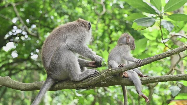 Macaque monkeys interact on a tree branch in Bali