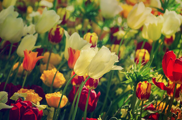 Yellow and white tulip flowers