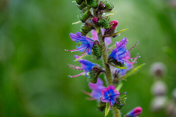 Garten, Pflanzen, Cannabis, Blüten, Schnecken, Tiere, Blumen