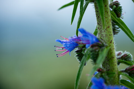 Blaue Bl&uuml;ten des Natternkopfs in Nahaufnahme