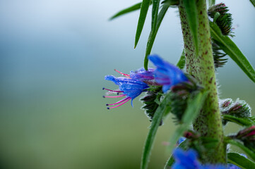 Garten, Pflanzen, Cannabis, Blüten, Schnecken, Tiere, Blumen