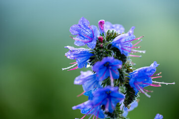Garten, Pflanzen, Cannabis, Blüten, Schnecken, Tiere, Blumen