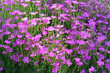 Carnation glory pink purple flower background pattern (Dianthus caryophyllus) carnation clove purple, species of Dianthus deltoides - ground cover carnation plant for alpine hills in garden background