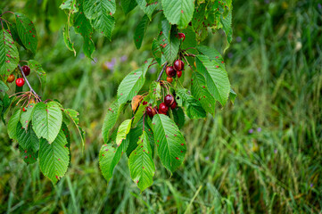 Garten, Pflanzen, Cannabis, Blüten, Schnecken, Tiere, Blumen
