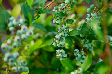 Garten, Pflanzen, Cannabis, Blüten, Schnecken, Tiere, Blumen
