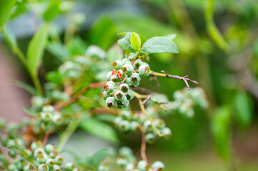 Garten, Pflanzen, Cannabis, Blüten, Schnecken, Tiere, Blumen