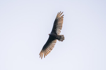 Obraz premium Turkey Vulture flying in clear skies