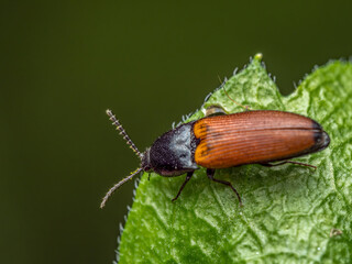 Click beetle on a flower leaf