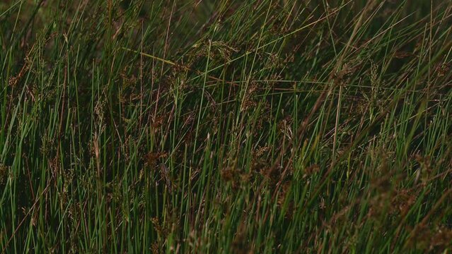 Dark colored Dense meadow with tall Juncus acutus grasses, showcasing the natural and wild beauty of this grass species in late summer.
