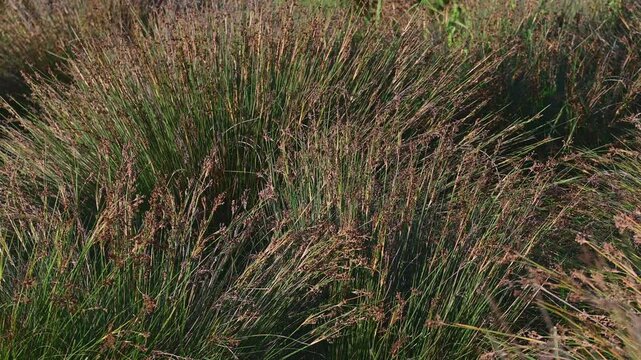 Dark colored Dense meadow with tall Juncus acutus grasses, showcasing the natural and wild beauty of this grass species in late summer.