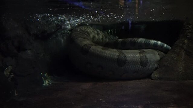 A huge anaconda under the water.