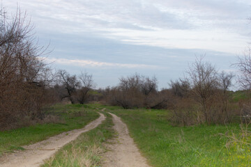 Fototapeta premium a path leading into the distance among bushes and trees