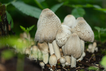 wild inedible mushrooms against green foliage