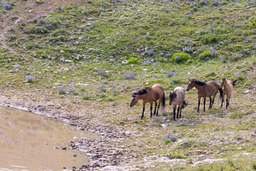 Wild Horses at a Waterhole in Summer in the Pryor Mountains Montana