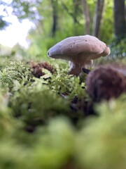 mushrooms in the forest