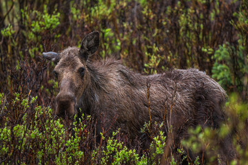 Moose adult in the rain with willow bushes