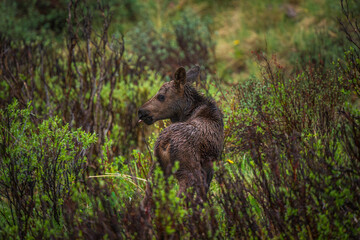 Moose baby in the rain with willow bushes