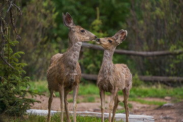 deer doe and fawn in green forest