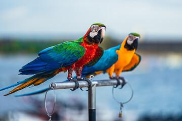 Macaws are a type of parrot with beautiful, colorful feathers. They are considered expensive wild animals. And are beautiful birds that are popular among bird collectors as pets.