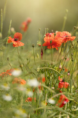 Mak polny, czerwony kolor, łąka i czerwone polne kwiaty, letni, kolorowy, wiejski ogród, rozmyte tło, natura, zbliżenie makro, tapeta kwiatowa, wzór kwiatowy © anettastar
