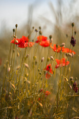 Mak polny, czerwony kolor, łąka i czerwone polne kwiaty, letni, kolorowy, wiejski ogród, rozmyte tło, natura, zbliżenie makro, tapeta kwiatowa, wzór kwiatowy © anettastar