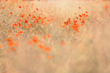 Mak polny, czerwony kolor, łąka i czerwone polne kwiaty, letni, kolorowy, wiejski ogród, rozmyte tło, natura, zbliżenie makro, tapeta kwiatowa, wzór kwiatowy © anettastar