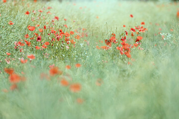 Mak polny, czerwony kolor, łąka i czerwone polne kwiaty, letni, kolorowy, wiejski ogród, rozmyte tło, natura, zbliżenie makro, tapeta kwiatowa, wzór kwiatowy © anettastar
