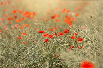 Mak polny, czerwony kolor, łąka i czerwone polne kwiaty, letni, kolorowy, wiejski ogród, rozmyte tło, natura, zbliżenie makro, tapeta kwiatowa, wzór kwiatowy © anettastar
