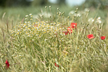 Mak polny, czerwony kolor, łąka i czerwone polne kwiaty, letni, kolorowy, wiejski ogród, rozmyte tło, natura, zbliżenie makro, tapeta kwiatowa, wzór kwiatowy © anettastar