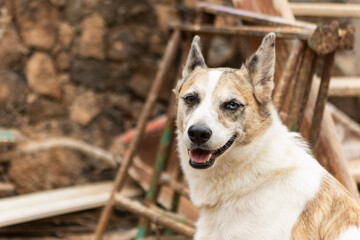 Friendly dog looking at the camera against a rustic backdrop