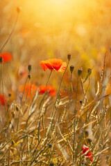 Mak polny, czerwony kolor, łąka i czerwone polne kwiaty, letni, kolorowy, wiejski ogród, rozmyte tło, natura, zbliżenie makro, tapeta kwiatowa, wzór kwiatowy © anettastar