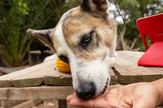 Close-up of a dog being fed by a human hand