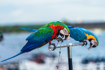 Macaws are a type of parrot with beautiful, colorful feathers. They are considered expensive wild...