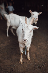 white goat on farm
