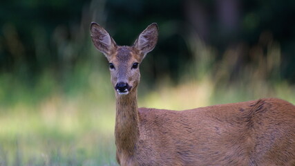 Capreolus capreolus european roe deer female on a field. Eye contact.