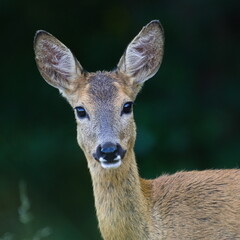 Capreolus capreolus european roe deer female on a field. Very close-up head portrait. Eye to eye contact.
