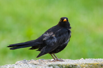 Turdus merula aka Eurasian or Common blackbird male close-up portrait. White plumage. Looks ill. Possible disease.