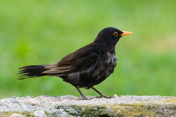Turdus merula aka Eurasian or Common blackbird male close-up portrait. White plumage. Looks ill. Possible disease.