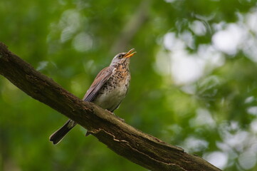 Bird Turdus pilaris aka fieldfare perched on the tree branch in the forest.