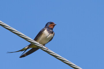 Hirundo rustica aka Barn swallow perched on electric wire. Isolated on blue background.