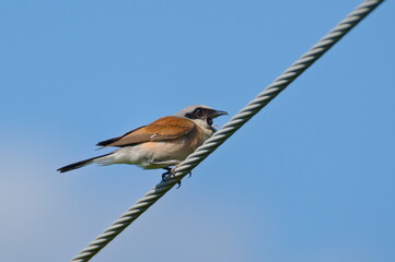 Lanius collurio aka Red-backed Shrike male is vomiting pellet.
