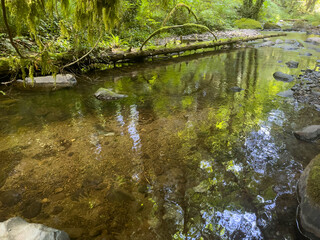 small river in the forest